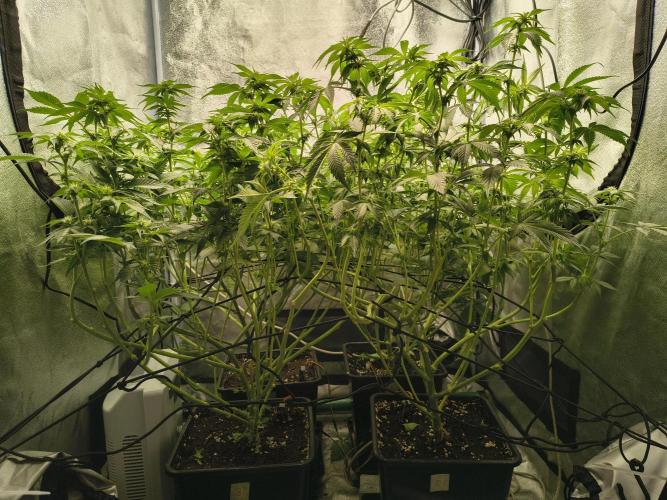 Frozen Biscotti. Week 6