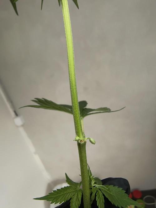 Frozen Biscotti. Week 6 - Hermie there.I had to kill the whole plant.Did I have to? Pollen falling down while defoliating :(
