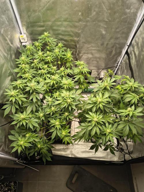 Frozen Biscotti. Week 6