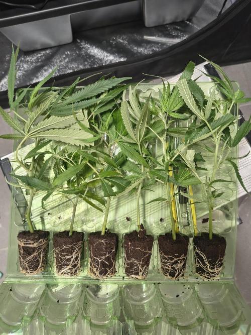 Super Lemon Haze, 300W, Wilma. Week 1 - Package. Two days in transport. Delivered  1,5 weeks since order took place.