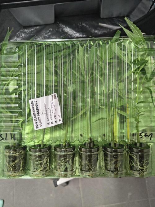 Super Lemon Haze, 300W, Wilma. Week 1 - Package. Two days in transport. Delivered  1,5 weeks since order took place.
