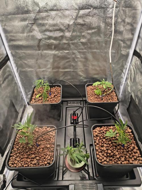 Super Lemon Haze, 300W, Wilma. Week 1 - Transplanted.