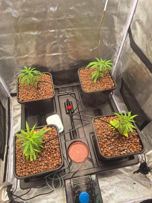 Super Lemon Haze, 300W, Wilma. Week 2