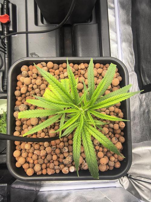 Super Lemon Haze, 300W, Wilma. Week 2 - Low EC, adjusting to 1.4