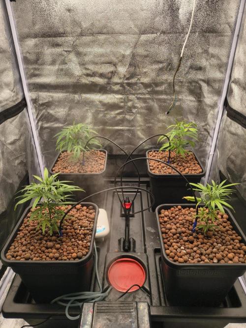 Super Lemon Haze, 300W, Wilma. Week 3 - It's growing again.