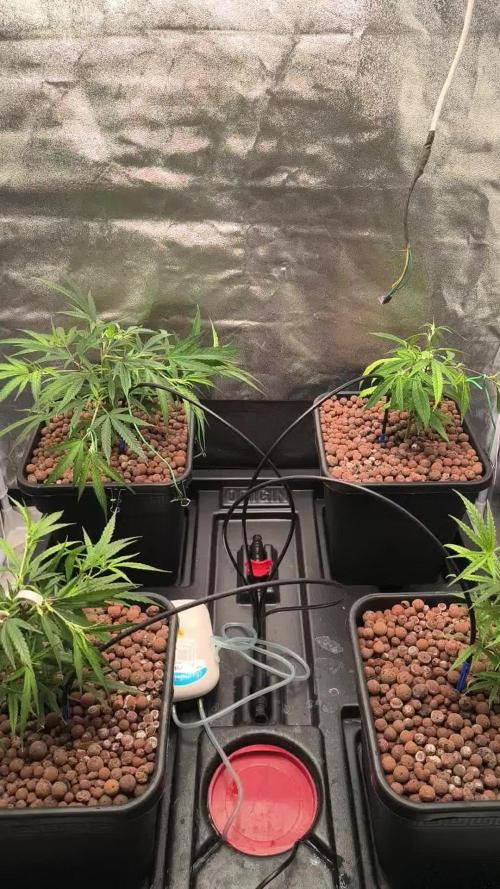 Super Lemon Haze, 300W, Wilma