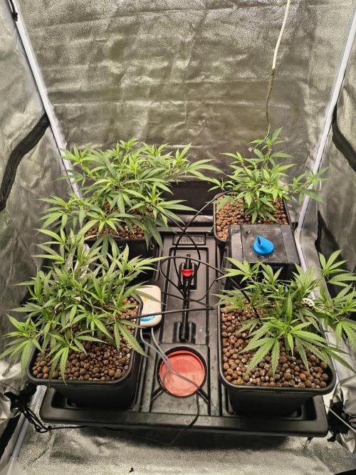 Super Lemon Haze, 300W, Wilma. Week 5