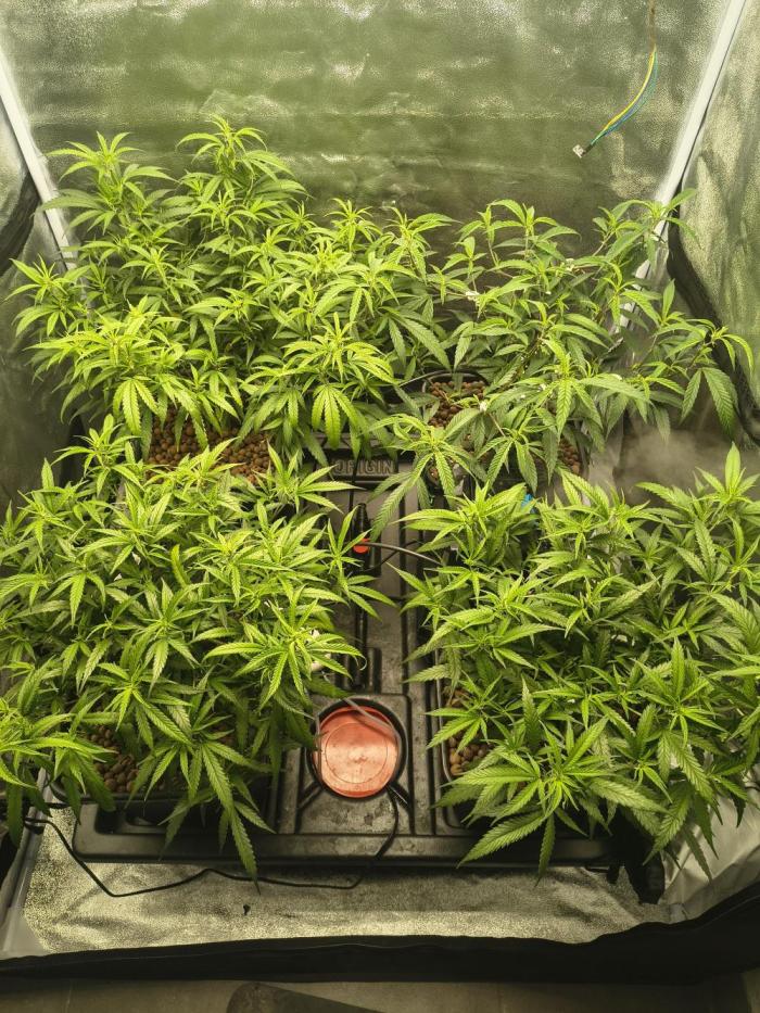 Super Lemon Haze, 300W, Wilma. Week 6