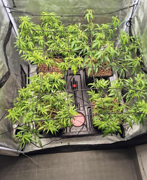 Super Lemon Haze, 300W, Wilma. Week 7 - Added supporrtive screen. and did rather intense defoliation.
