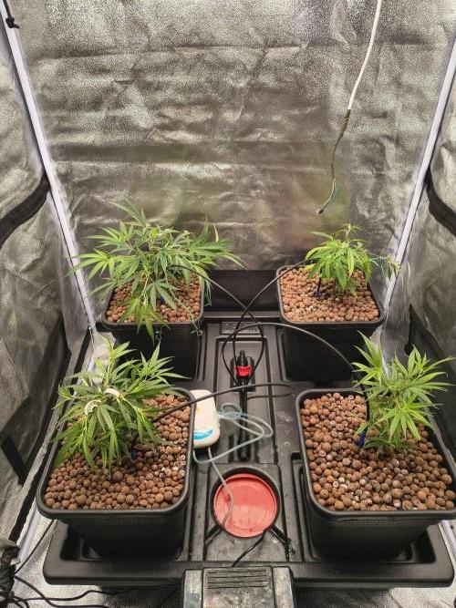 Super Lemon Haze, 300W, Wilma. Week 4 - General overview.