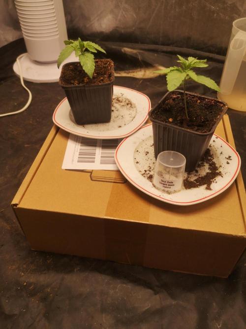Sour Diesel x Zoda. Week 0