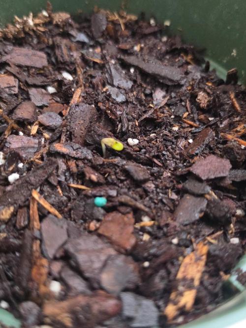 OG s1. Week 0 - day 1 out the soil