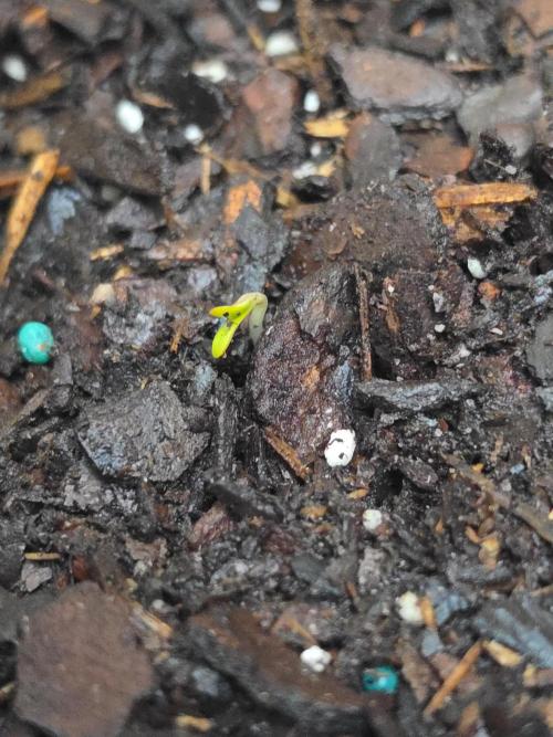 OG s1. Week 0 - day 1