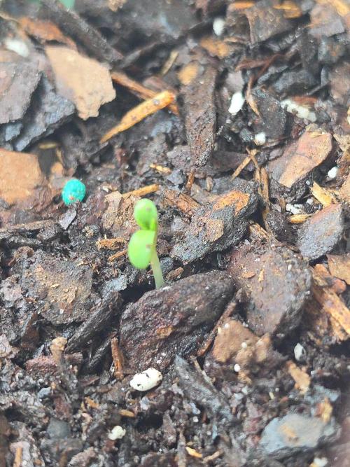 T5 HO . Week 0