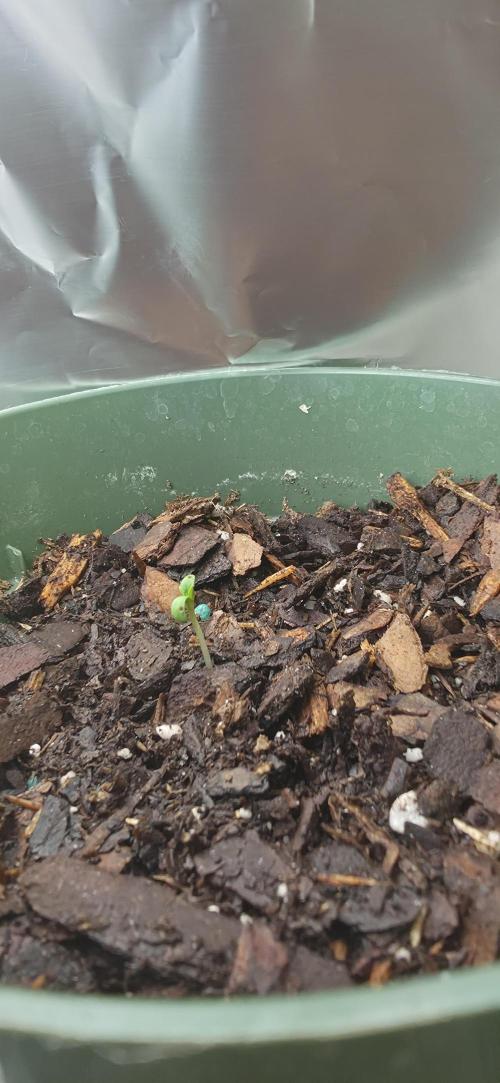 OG s1. Week 0 - day 2 grew some legzz lol