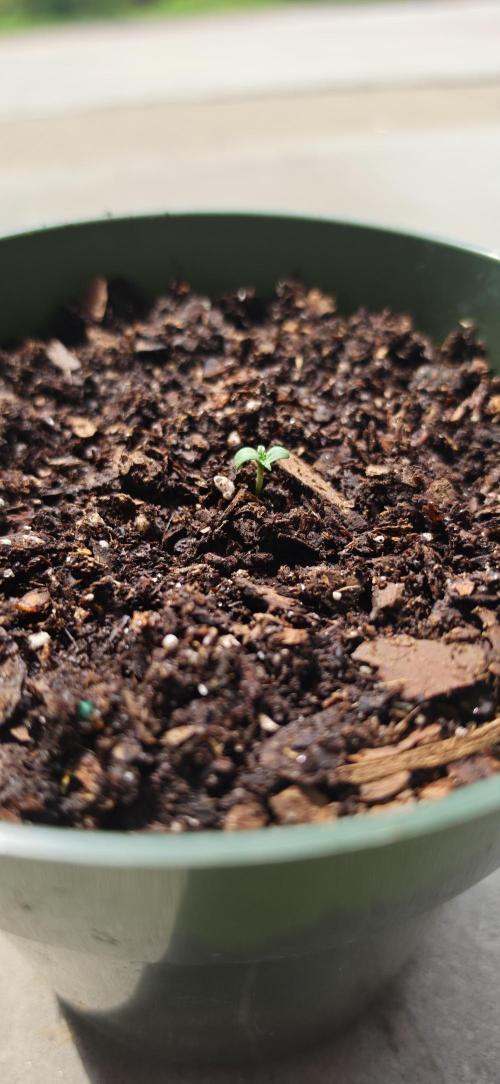 OG s1. Week 0 - added more soil mix