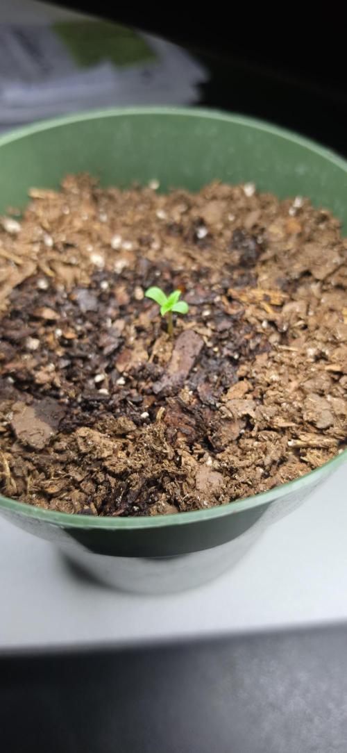 OG s1. Week 0 - day 2