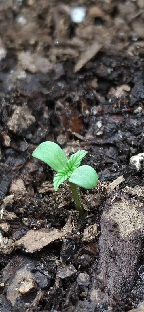 OG s1. Week 0 - day 3