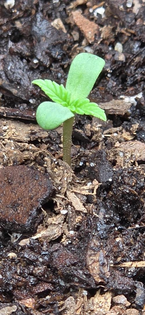 OG s1. Week 0 - day 3