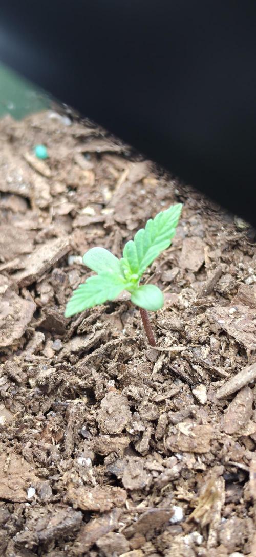 OG s1. Week 0 - day 5
