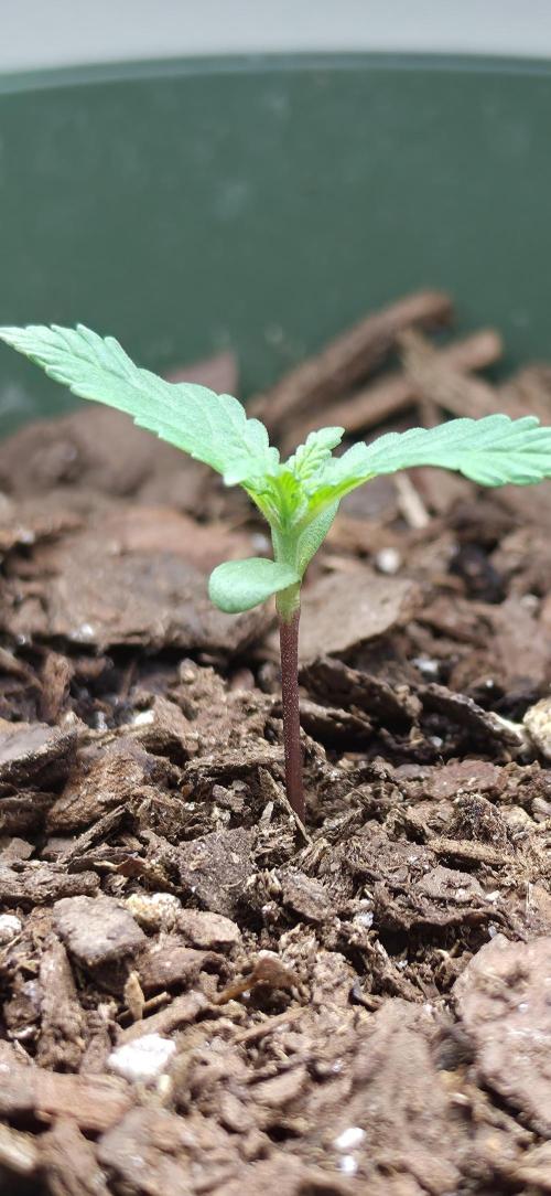 OG s1. Week 0 - day 6