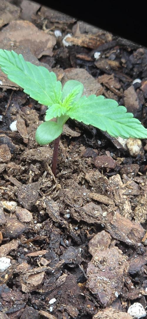 OG s1. Week 0 - day 6