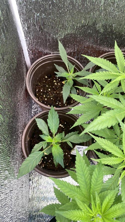 #Neverstopgrowing 2.0. Week 0
