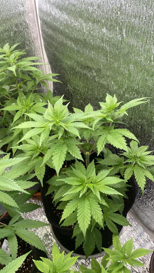 #Neverstopgrowing 2.0. Week 0