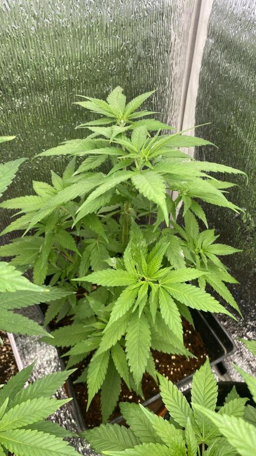 #Neverstopgrowing 2.0. Week 0
