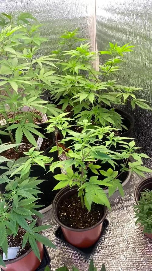 #Neverstopgrowing 2.0