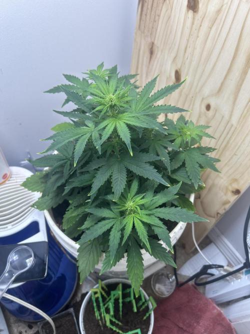 Wedding cake run 1. Week 3