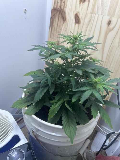 Wedding cake run 1. Week 3