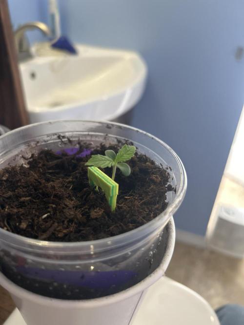 OG kush #1. Week 0