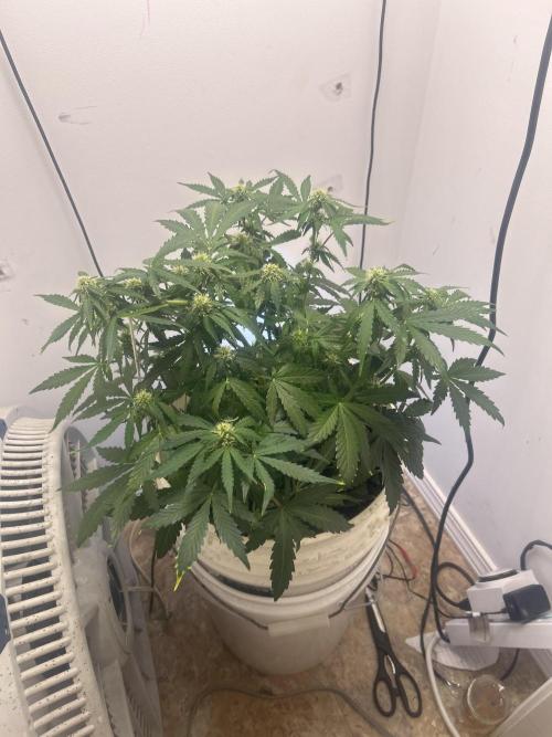 Wedding cake run 1. Week 4