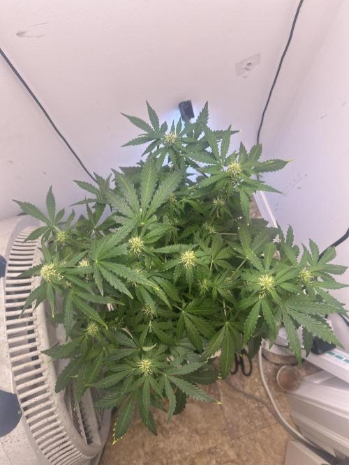 Wedding cake run 1. Week 4