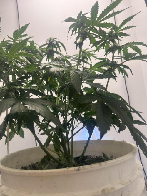 Wedding cake run 1. Week 4