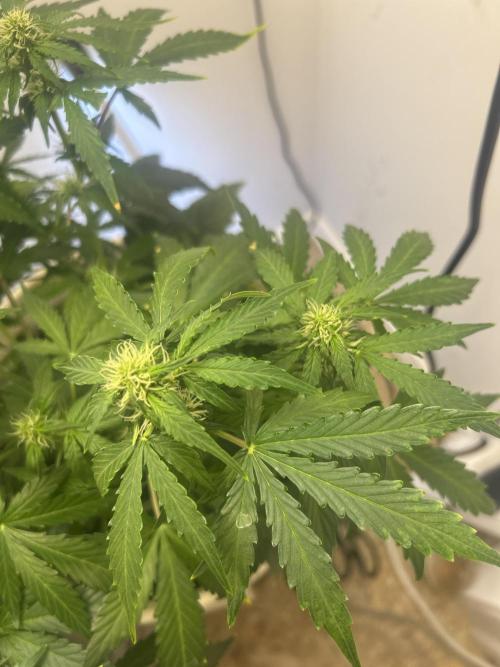Wedding cake run 1. Week 4