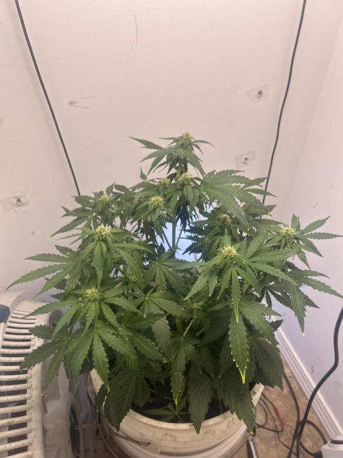 Wedding cake run 1. Week 4