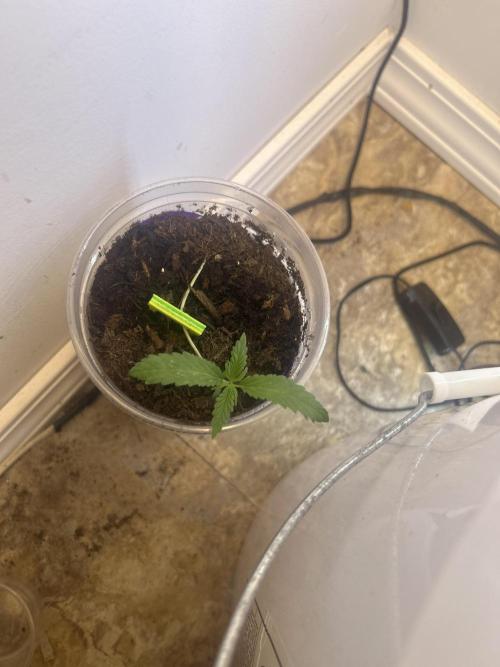 OG kush #1. Week 2