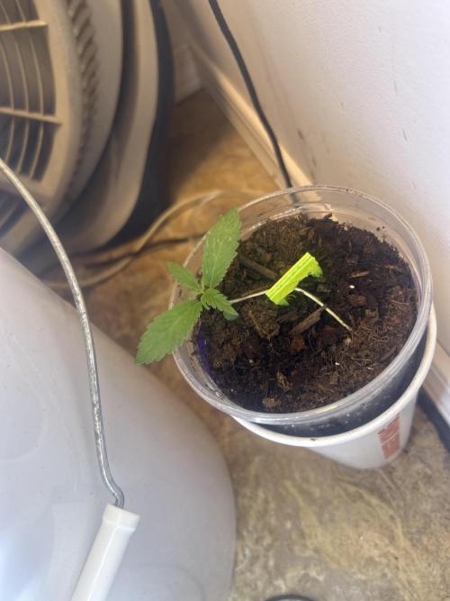 OG kush #1. Week 2