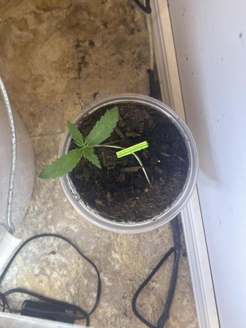 OG kush #1. Week 2