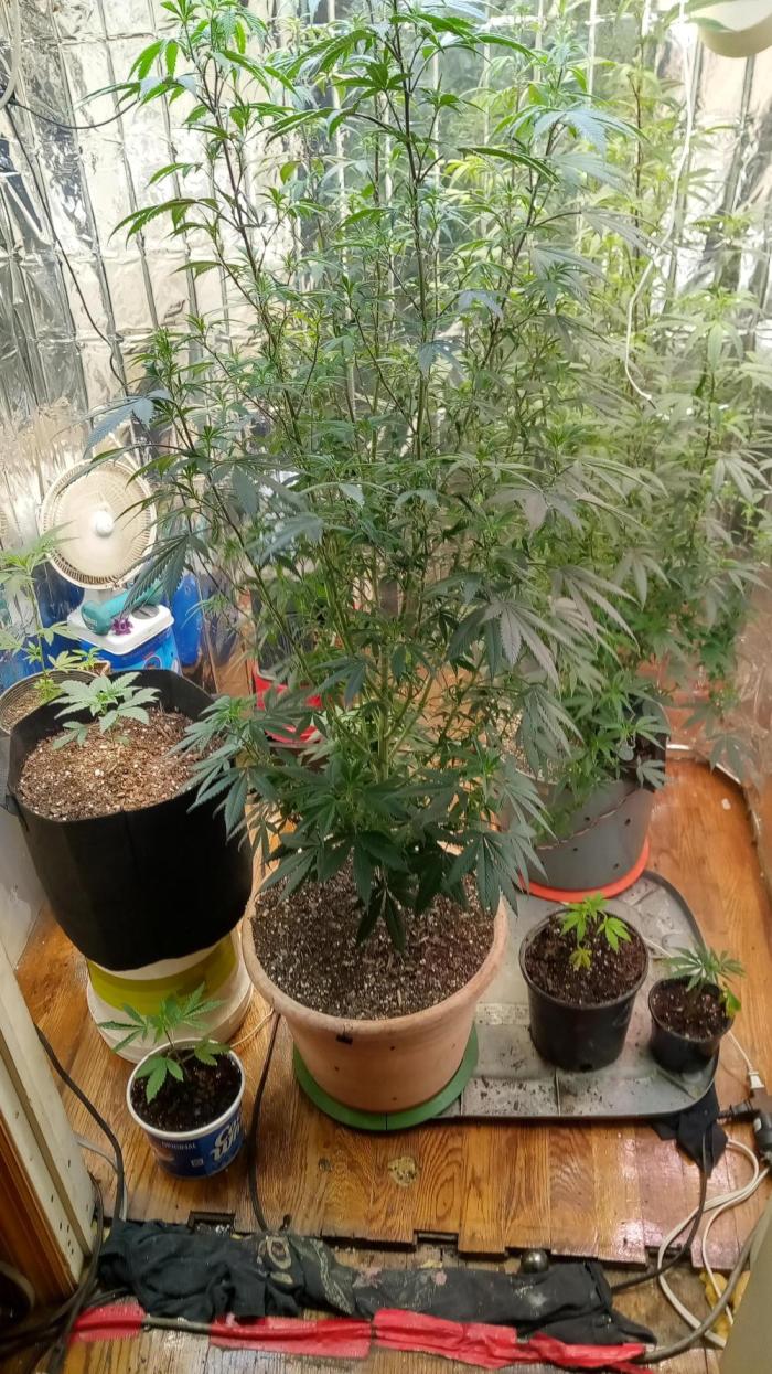 Dante Inferno x Gmo mother. Week 26