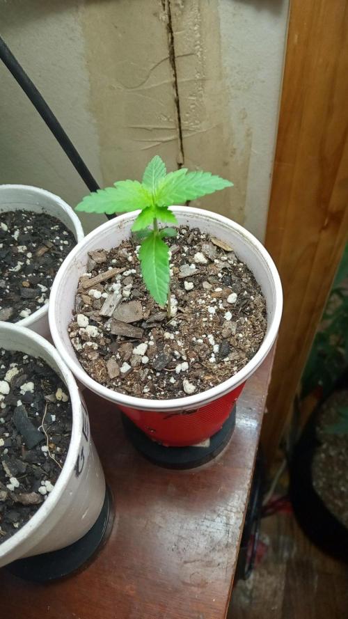 Dulce De Uva. Week 2