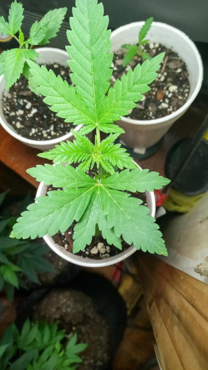 Seed Supreme-Dulce de Uva. Week 3 - Weird leaves are from it getting to close to light while I was at work lol
