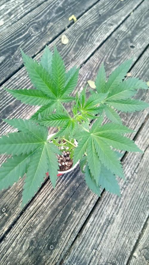 Dulce De Uva. Week 4