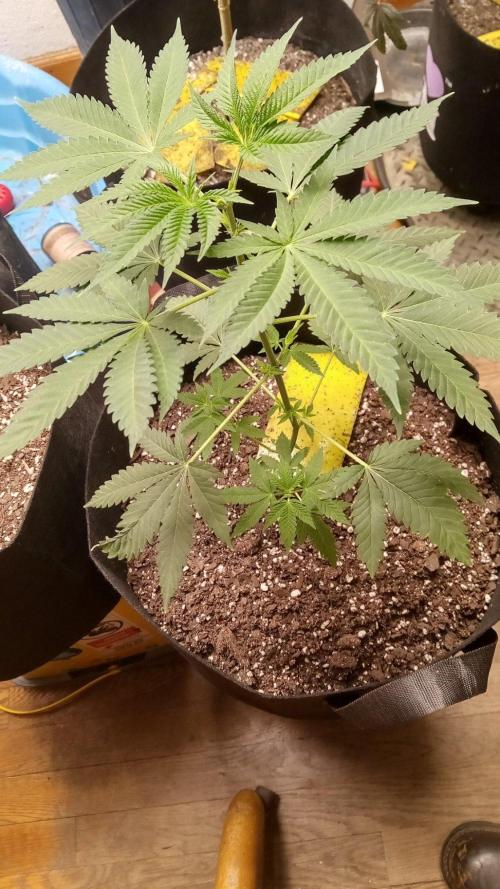 Seed Supreme-Dulce de Uva. Week 9 - Perfect 