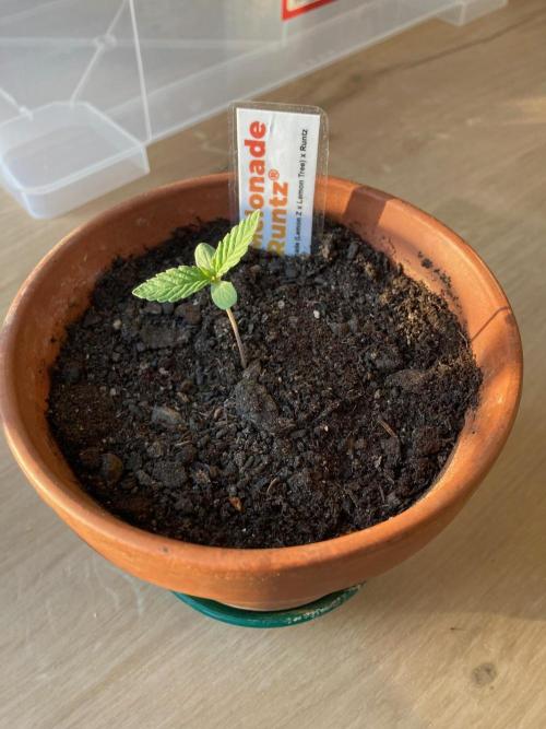 Melonade Runtz Outdoor. Week 0 - Nach einer Woche