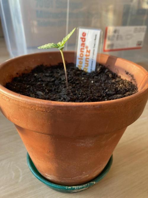 Melonade Runtz Outdoor. Week 0 - ...