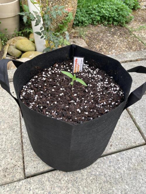 Melonade Runtz. Week 1