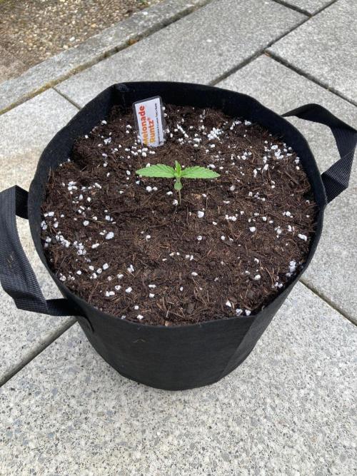 Melonade Runtz. Week 1